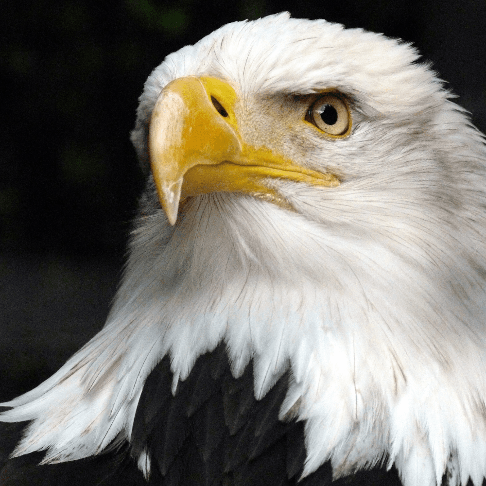 Bald Eagle v2